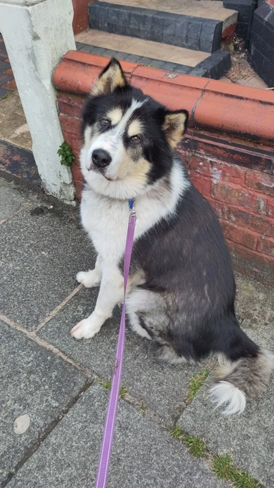 Structured behaviour support during a walk