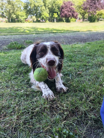 A dog enjoying a solo walk in South Manchester