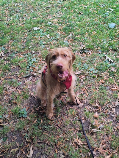 A dog receiving training support on a walk