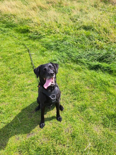 Our OG better behaviour dog being a good boy