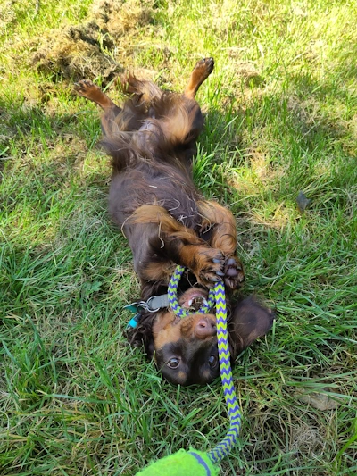 Dog enjoying a solo walk