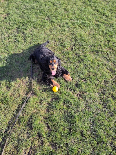 Dog learning on a training walk
